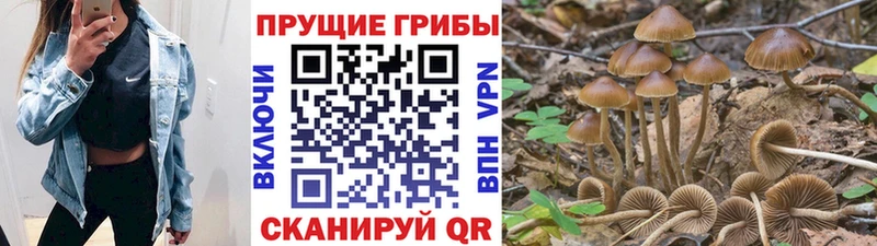 mega tor  Малгобек  нарко площадка официальный сайт  Псилоцибиновые грибы Psilocybe 
