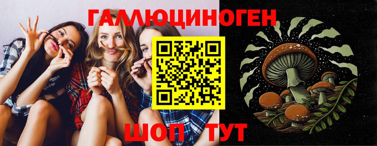 Псилоцибиновые грибы Psilocybe Малгобек